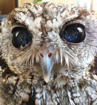 Illustration for article titled This Blind Screech Owl Has Eyes That Are Impossible To Believe